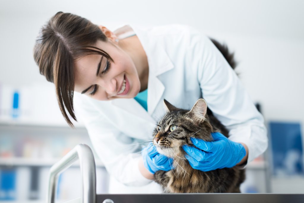 Smiling veterinarian examining a cat on the surgical table, pet care concept